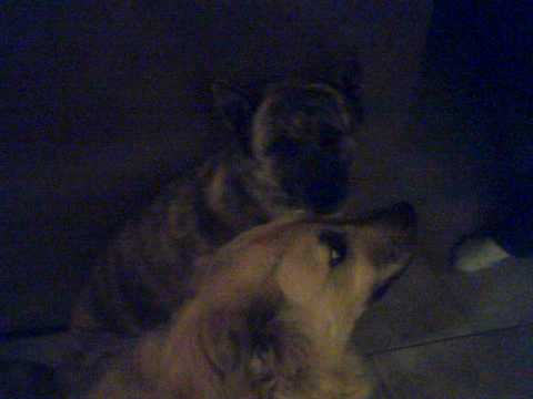 funny dog fight
