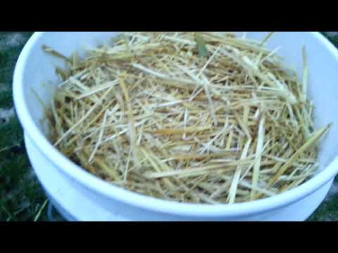 Growing oyster mushrooms on straw using wood ash for cold pasteurization