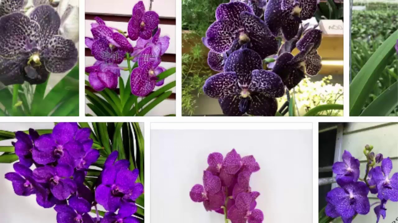 Ванда Sunanda Moonlight Blue подвесная