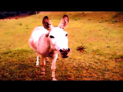 Perek Shirah - Nature's Song - Donkey Scene