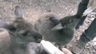 preview picture of video 'Feeding the Joeys @ Warrawong Sanctuary, Australia'