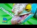 Videos For Children Chameleon For Kids Educational Video