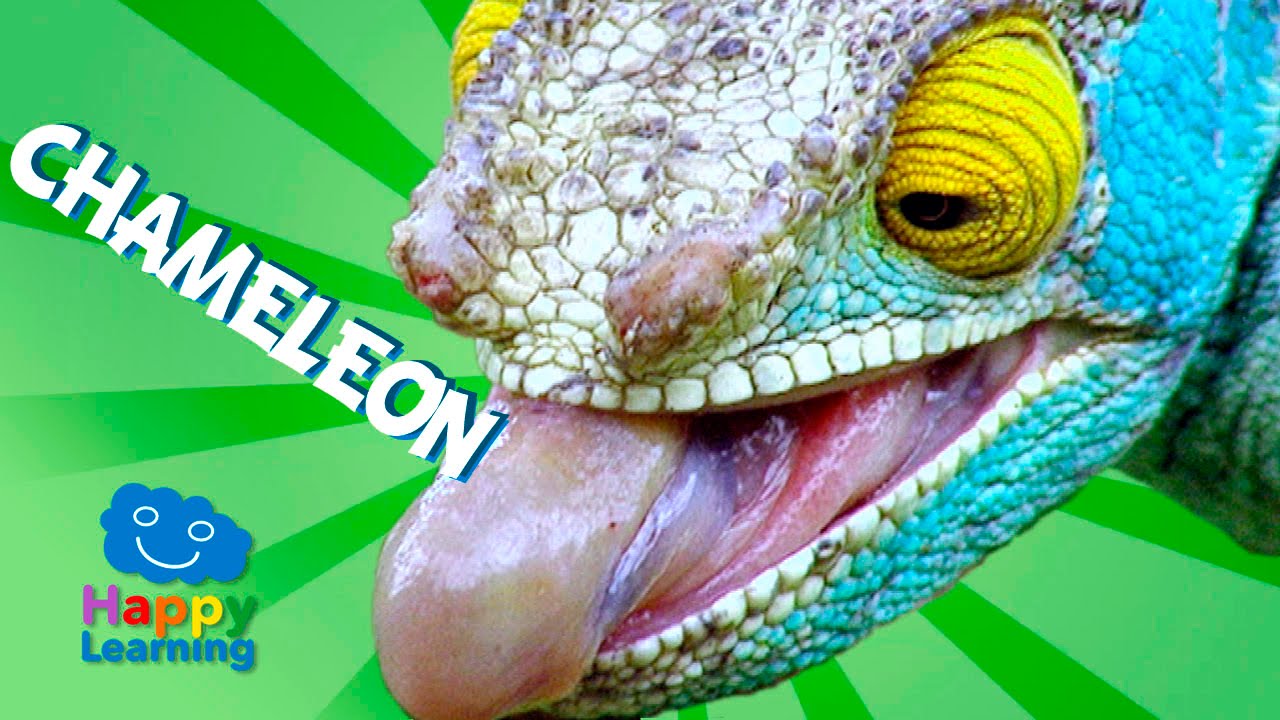 Videos for Children | Chameleon for Kids (Educational Video)