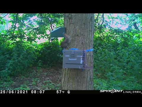 Goodnature A18 Squirrel Trap