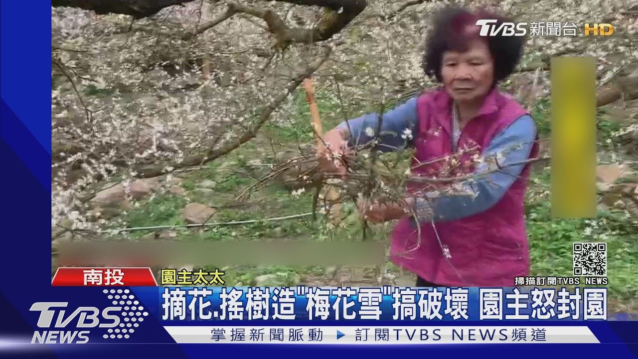 摘花、搖樹造「梅花雪」搞破壞 園主怒封園