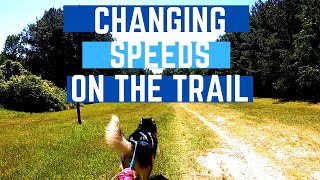 Teaching Dogs to Speed Up and Slow Down for Dryland Mushing