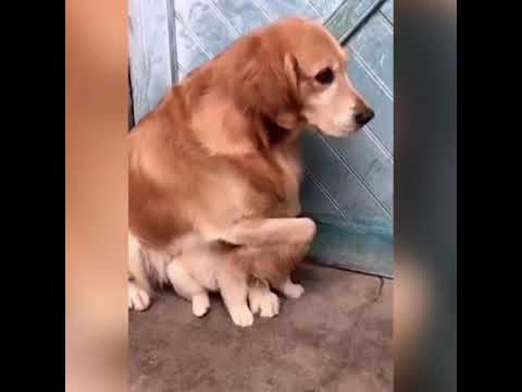 Perrita proteja a su cachorro