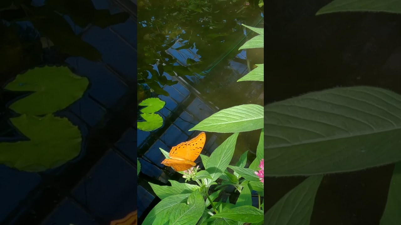 YouTube Short thumbnail