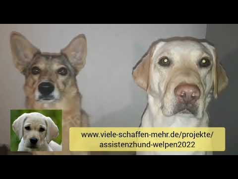 Crowdfunding Projekt „Helfer for Future“ - neue Welpen bei Hunde für Handicaps e.V.