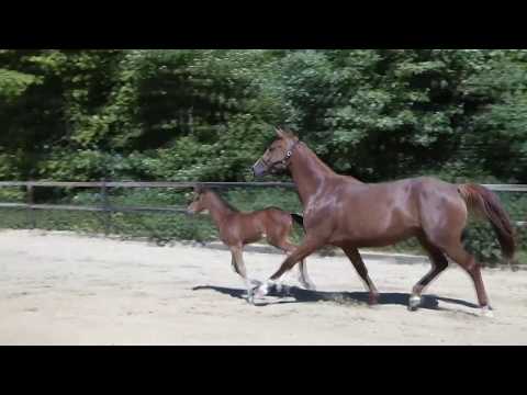 S. v. Dacantos  - Captain Jack