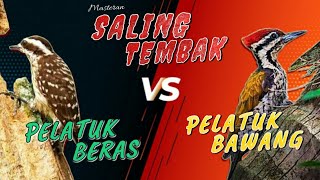 Download lagu Masteran Kombinasi Saling Tembak | Pelatuk Beras Vs Pelatuk Bawang mp3