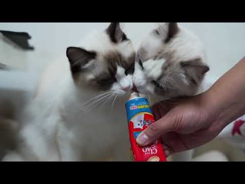 Law Chin Hung-CIAO 日本第一銷量貓小食 超級貓模短片大賽