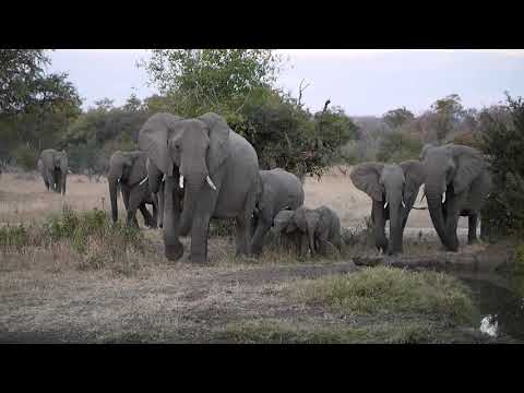 Herd of elephants drinking at a watering hole in South Africa
