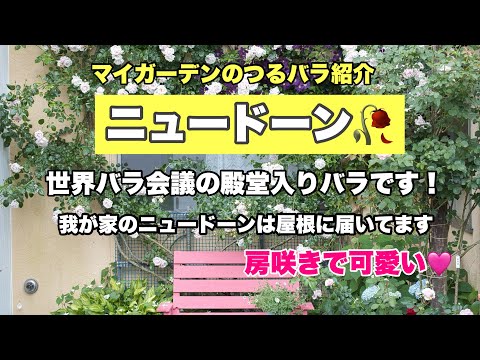 つるバラ「ニュードーン」 植物