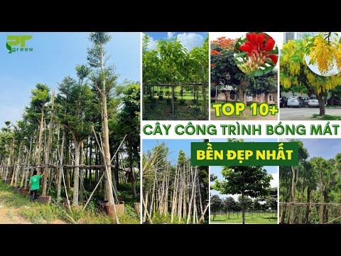 CÂY CÔNG TRÌNH