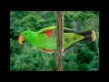 SAMBA DOBRADO-Djavan-
