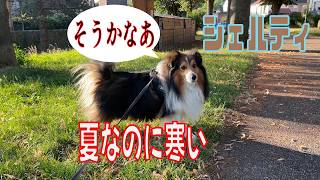 【シェルティ】夏なのに寒い【フランス田舎暮らし🇫🇷】#犬の散歩 #賢い犬 #犬のいる暮らし #マイペースな犬