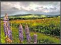 A Wave of Wildflowers-Dan Gibson 