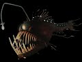 Anglerfish Finding Nemo