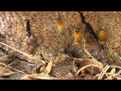 BEES COLLECTING PROPOLIS.???.