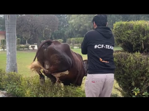 Medial patellar desmotomy l MPD l सुन सरन तरक चिटकी का इलाज I dr umar khan