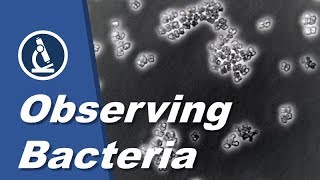 How to see BACTERIA with a microscope | Amateur Science