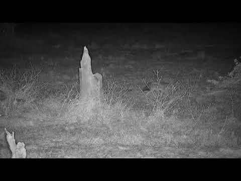 Djuma: Side-striped Jackal comes back around the Lions(Talamati) again - 23:42 - 06/04/21