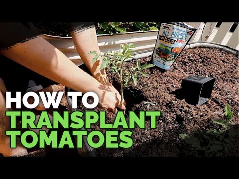 How to Transplant Seedlings My High Density Method