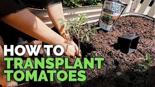 Transplanting Tomatoes 101: Simple & Fast Method