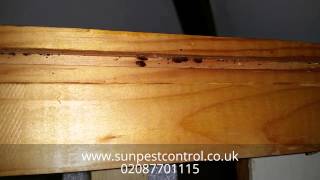 Album cover: Sun Pest Control - videos