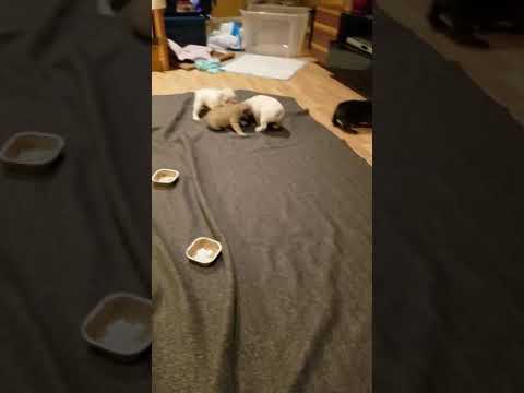 one month old french bulldogs love Royal Canin starter mousse
