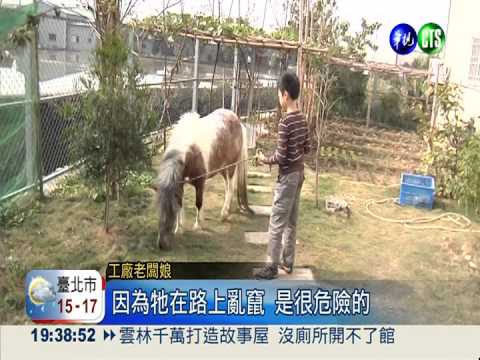 迷你馬"逛大街" 野狗群瘋狂追逐