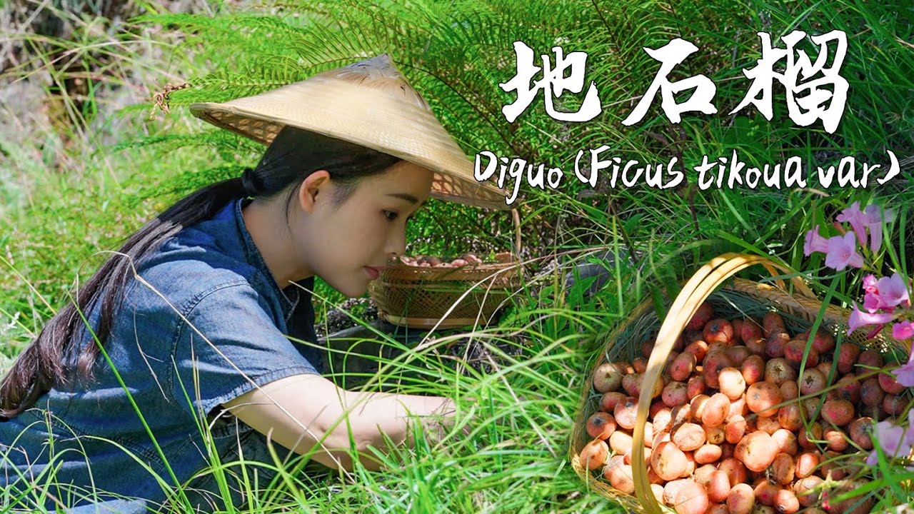 Finding Diguo (Ficus tikoua var.) as a child was an amazing thing, and it still is as an adult!