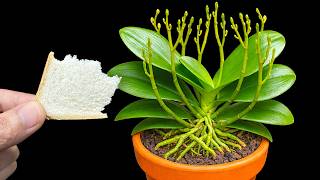 Orchid BLOOMING OUT OF CONTROL with This Simple Trick!