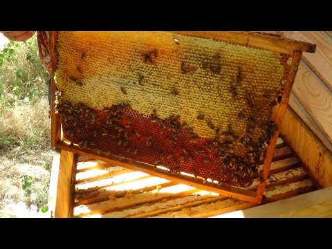 Апиулей порадовал майским медком на пасеке