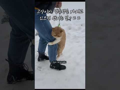 고양이가 냉속성을 가지고 있으면 생기는 일..?