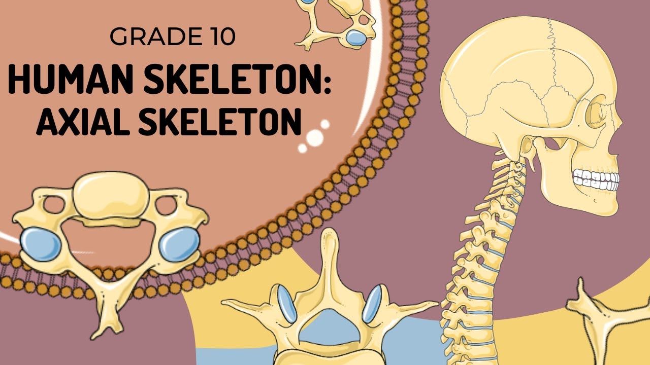 Human Skeleton | AXIAL SKELETON