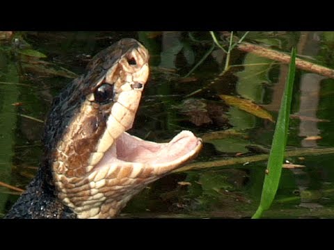 Bad Bites 01 - Cottonmouth