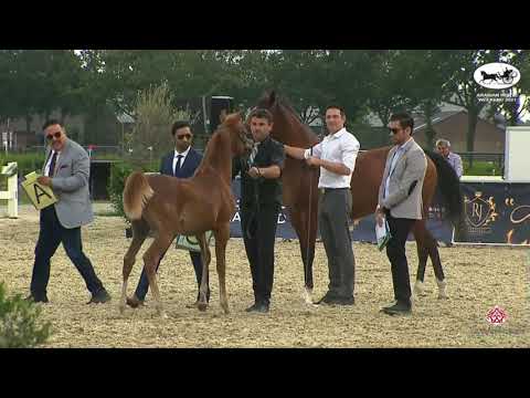 N 66 BOURHANI AZEEM   Arabian Horse Weekend 2021   International