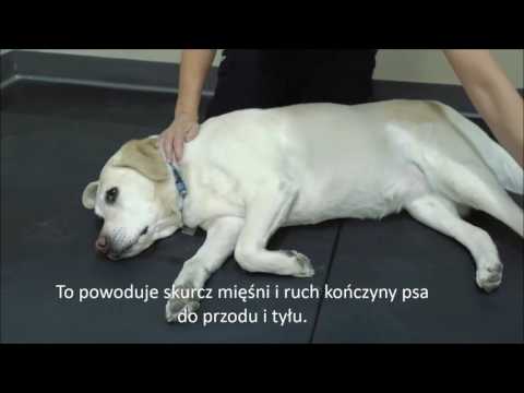 Jak pozbyć się mięśni w biodrach Testy zanik mięśni