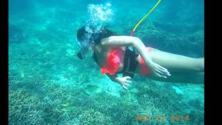 Paradise Diving the Crystal Clear Waters of Koh Tao, Thailand Teeming With Fish