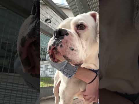 🆘 Deaf Boxer Attacked & Left Like A Lifeless Pile Of Bones