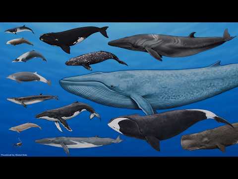 Not All Whales are Big