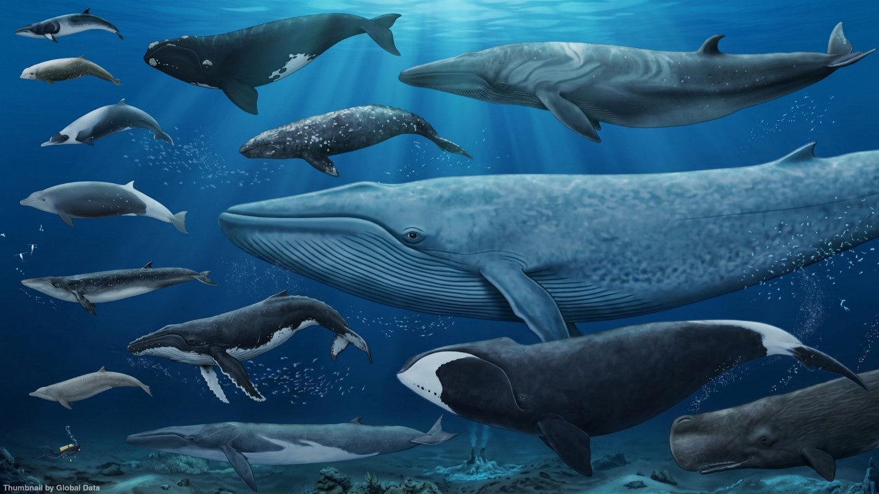 Whale Size Comparison | Animated Size Comparison 2026