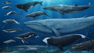 Whale Size Comparison | Animated Size Comparison 2026