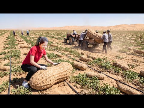 Harvesting Peanuts To Sell At The Market | Cooking Spicy Peanuts Soup | Hanna Daily Life