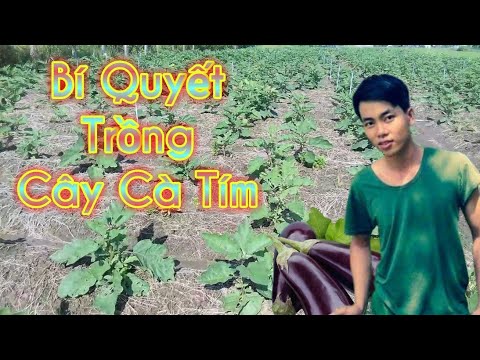 , title : 'bí quyết trồng cây cà tím | vườn nhà tôi vlog'