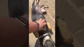Video preview image #1 Chihuahua-Unknown Mix Puppy For Sale in Woodbury, NY, USA