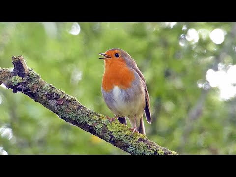 Bird Facts: The European Robin