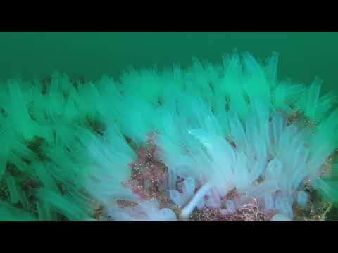 Klokkarvik 19 08 2018 Clip 5